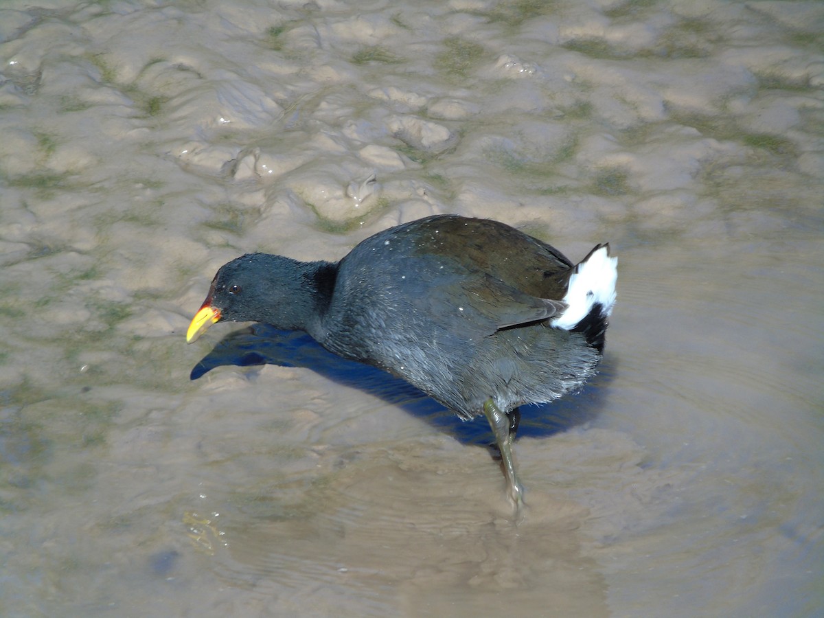 Red-fronted Coot - ML618678370