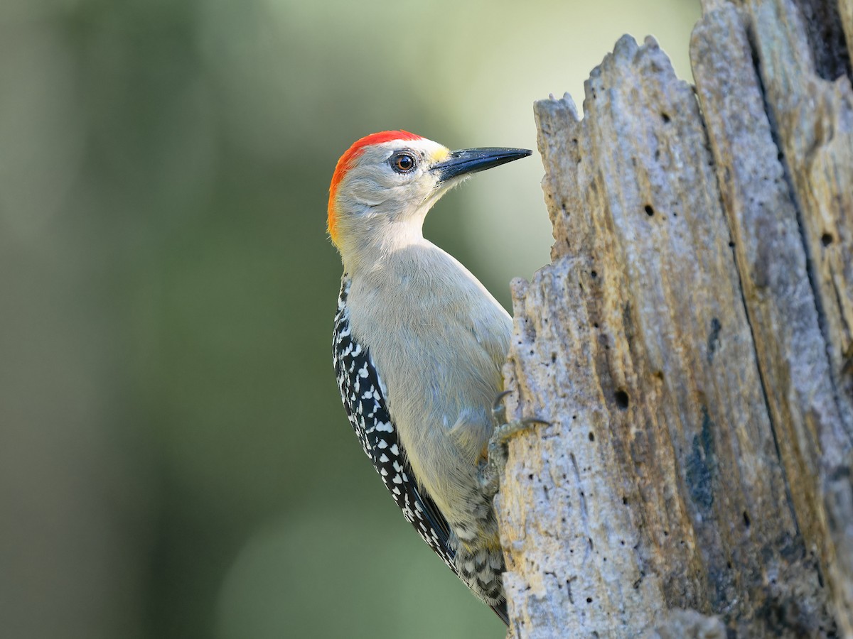 Red-crowned Woodpecker - ML618678372