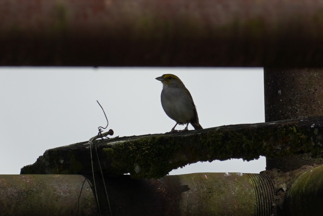 Yellow-browed Sparrow - ML618678406