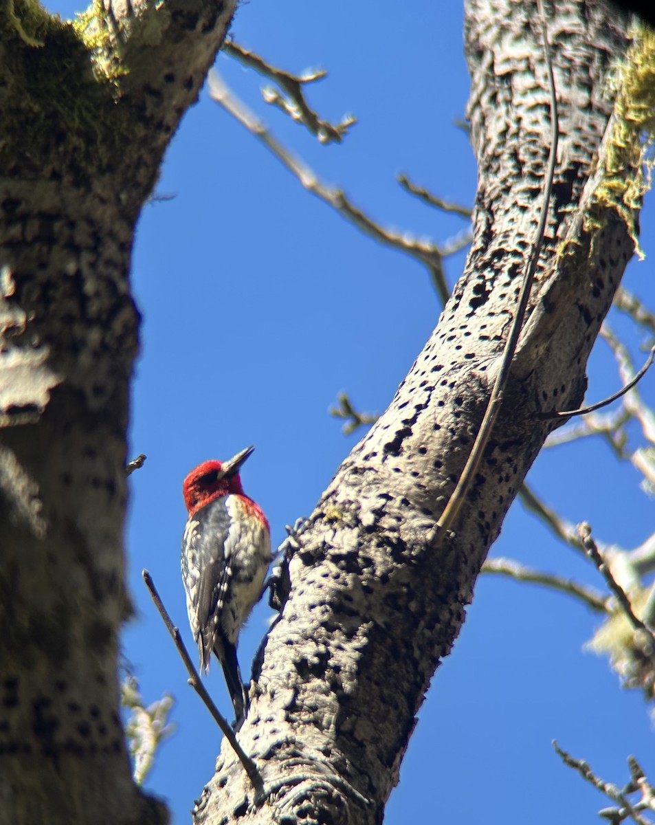 Red-breasted Sapsucker - ML618678408