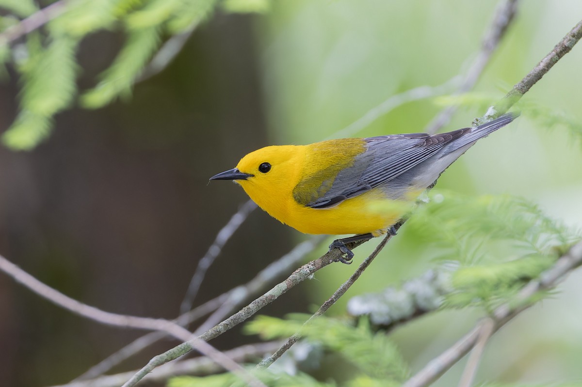 Prothonotary Warbler - ML618678422