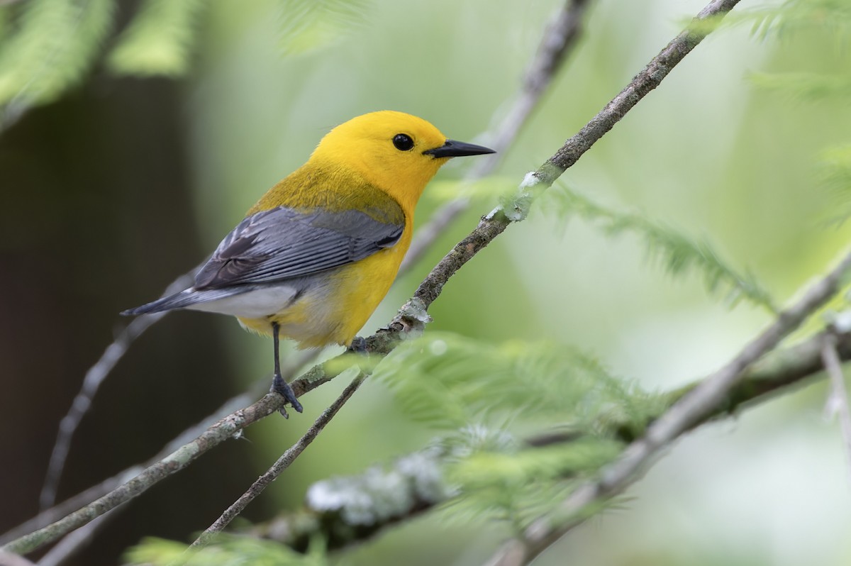 Prothonotary Warbler - ML618678423