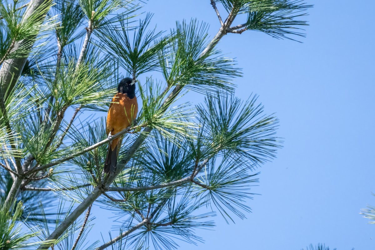 Orchard Oriole - ML618678450