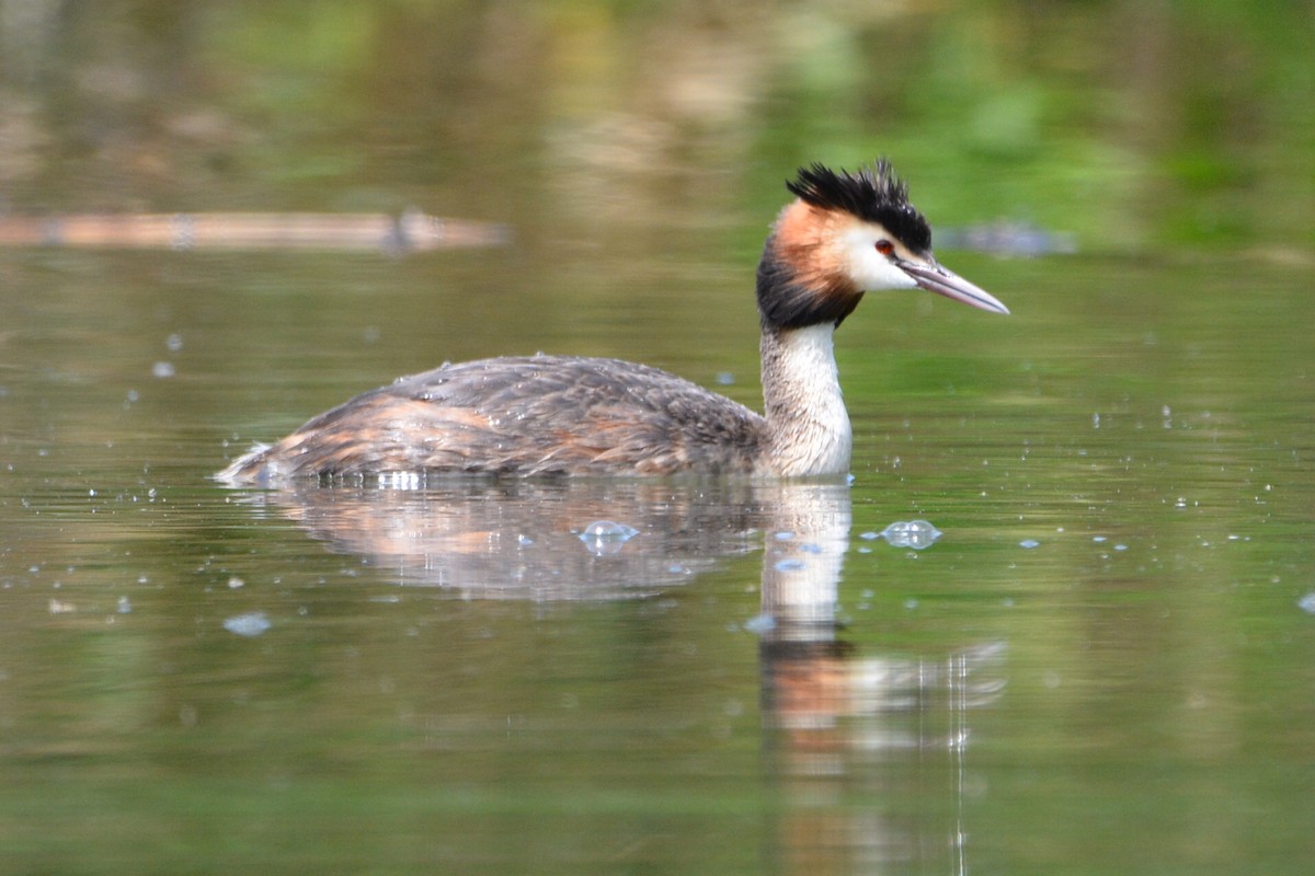 Great Crested Grebe - Antony Arger