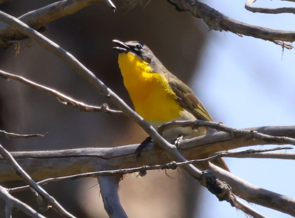 Yellow-breasted Chat - ML618678461