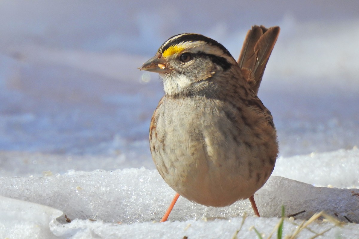 White-throated Sparrow - ML618678488