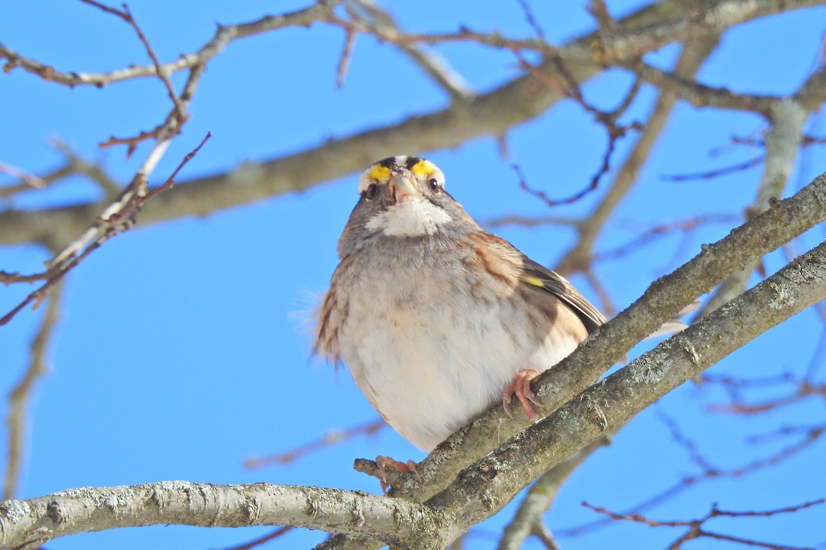 White-throated Sparrow - ML618678490