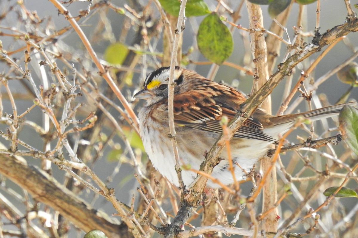 White-throated Sparrow - ML618678491