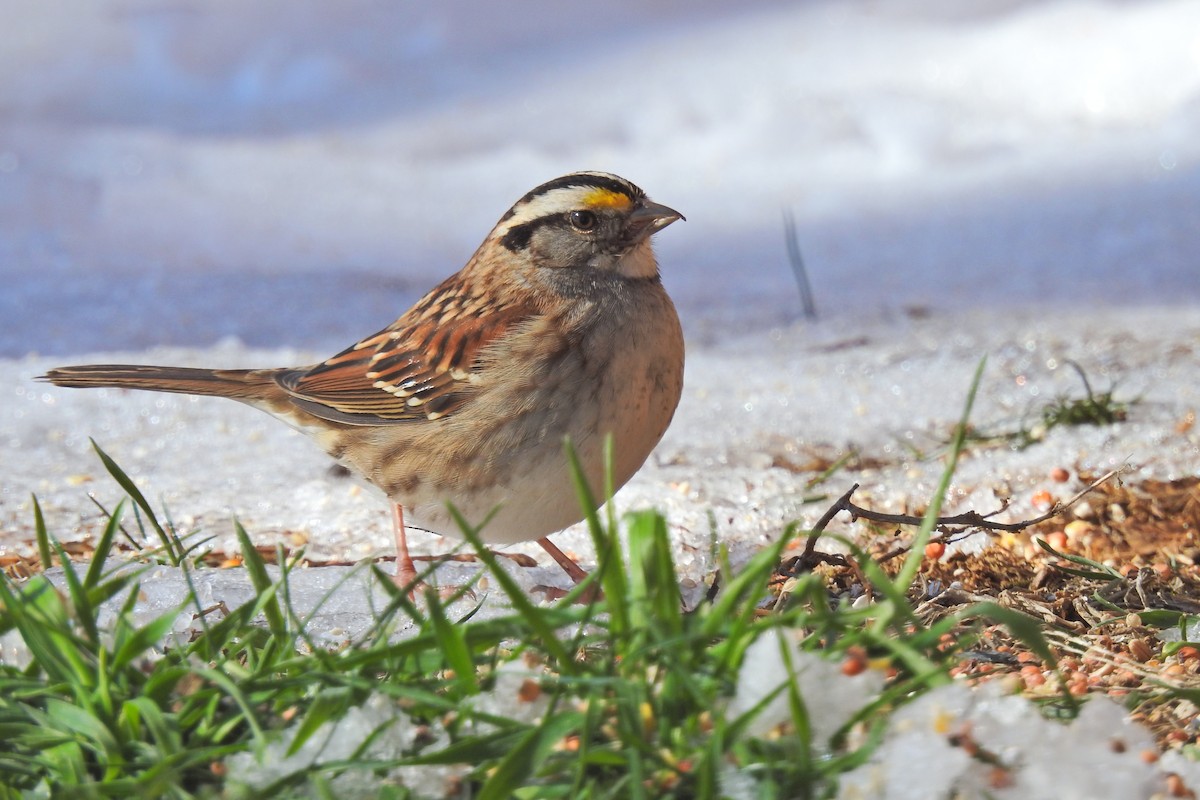 White-throated Sparrow - ML618678492