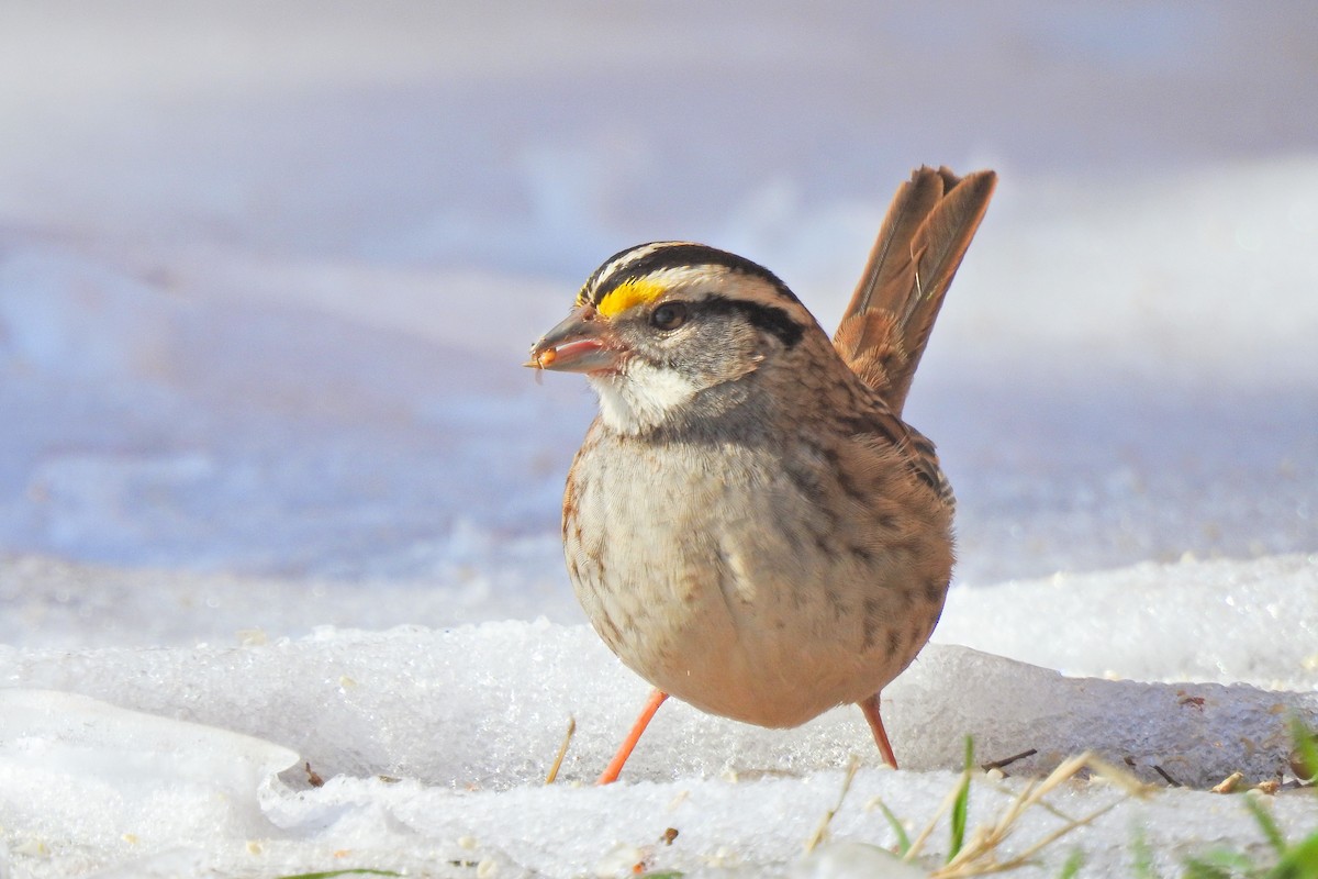 White-throated Sparrow - ML618678494