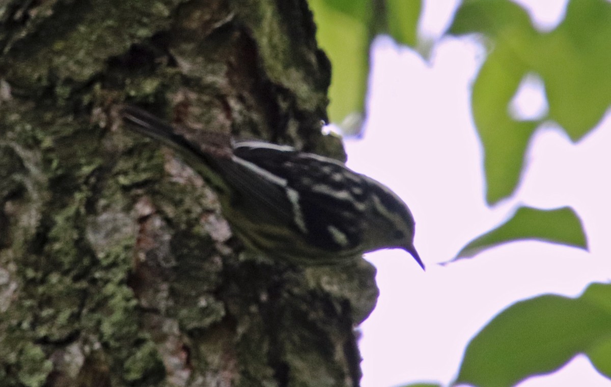 Black-and-white Warbler - ML618678500