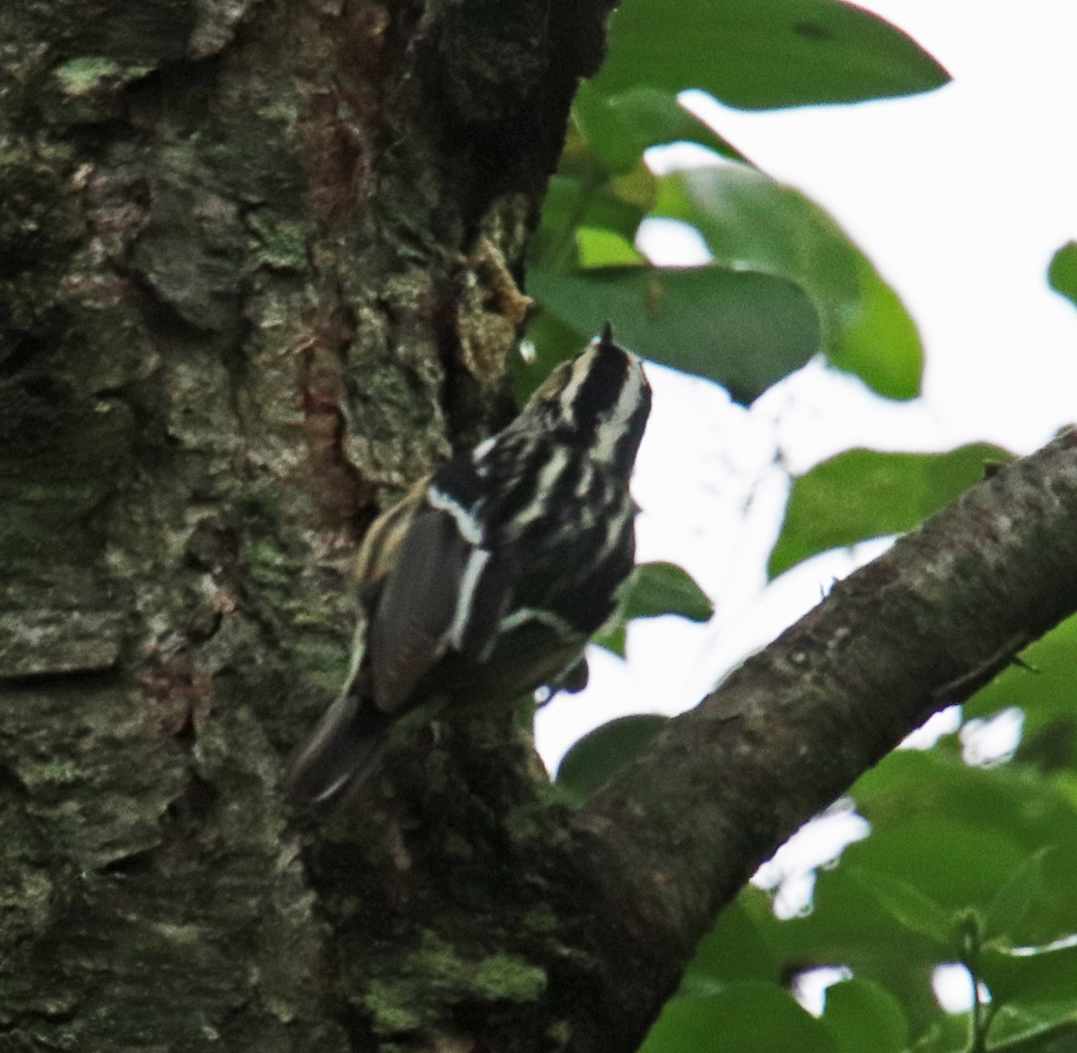 Black-and-white Warbler - ML618678501