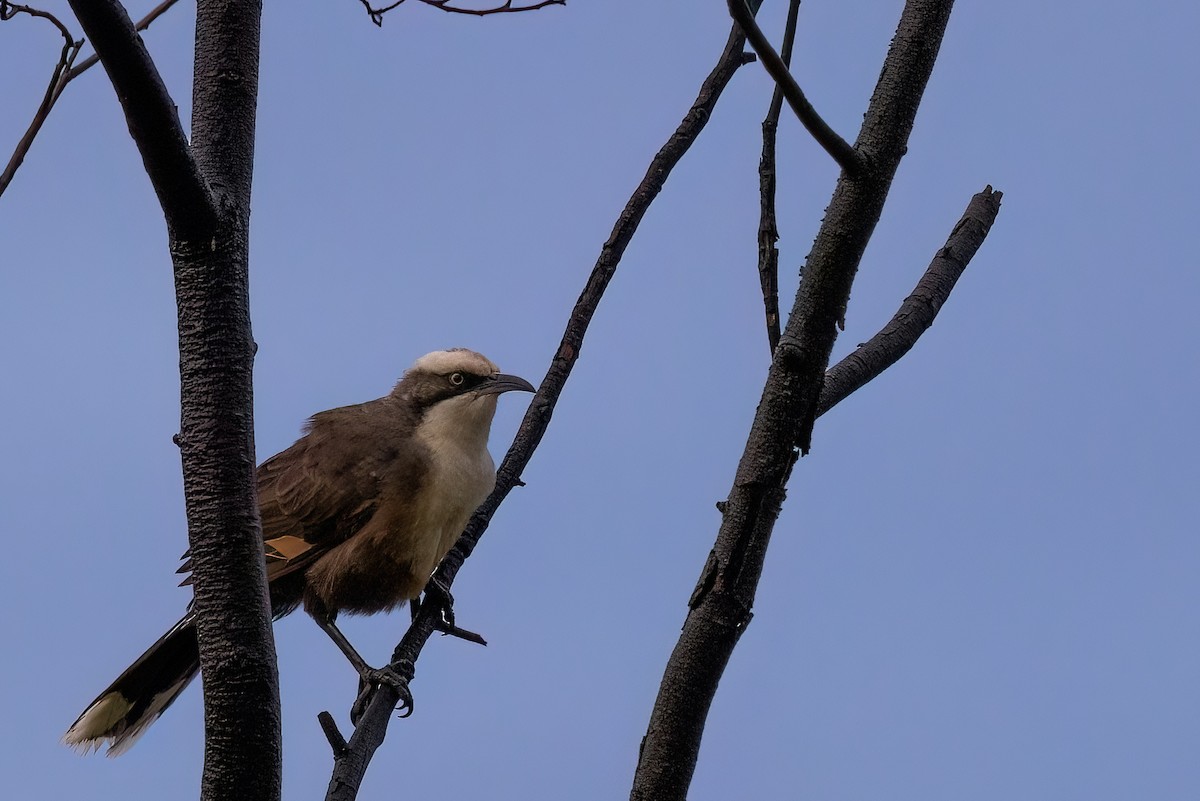 Gray-crowned Babbler - ML618678513
