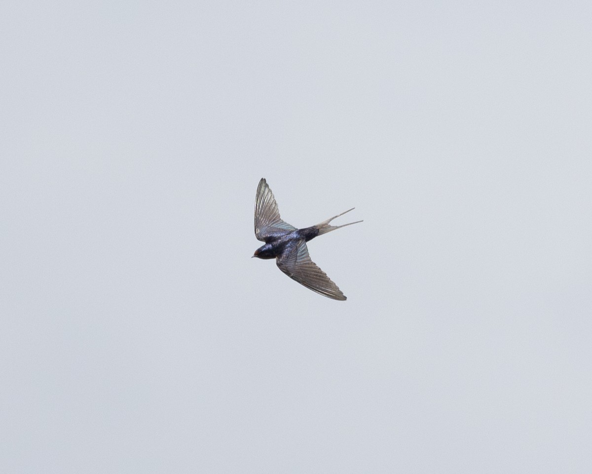 Barn Swallow (American) - ML618678521