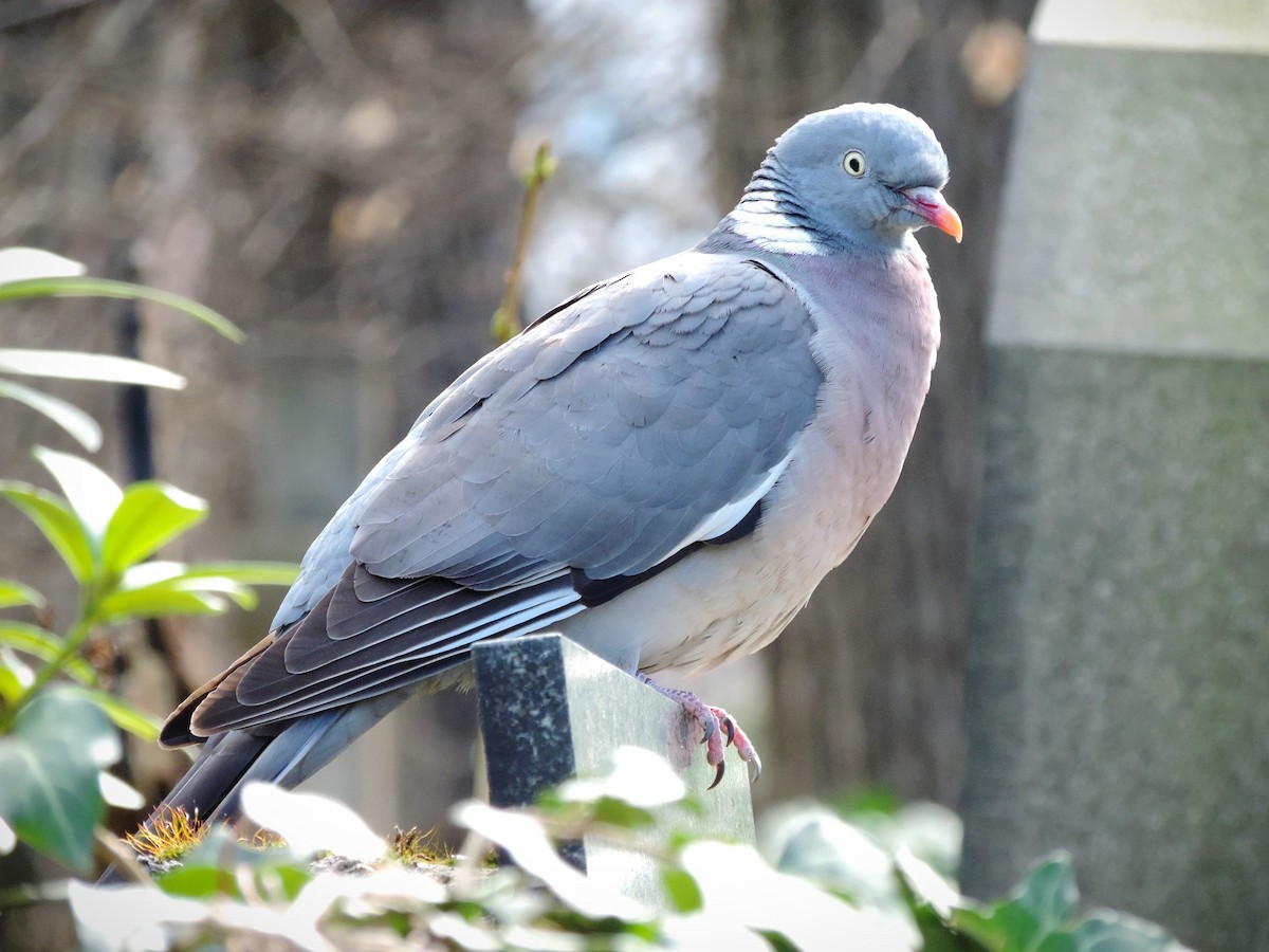 Common Wood-Pigeon - ML618678529