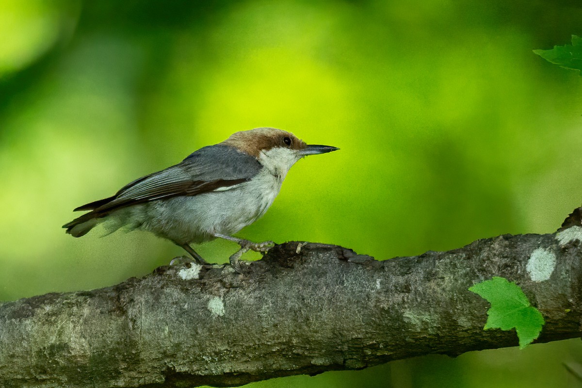 Brown-headed Nuthatch - George Holt
