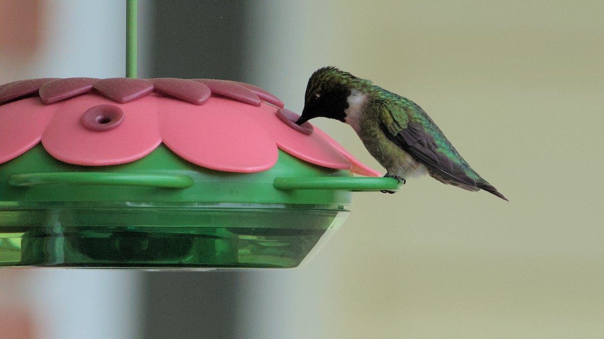 Ruby-throated Hummingbird - ML618678645