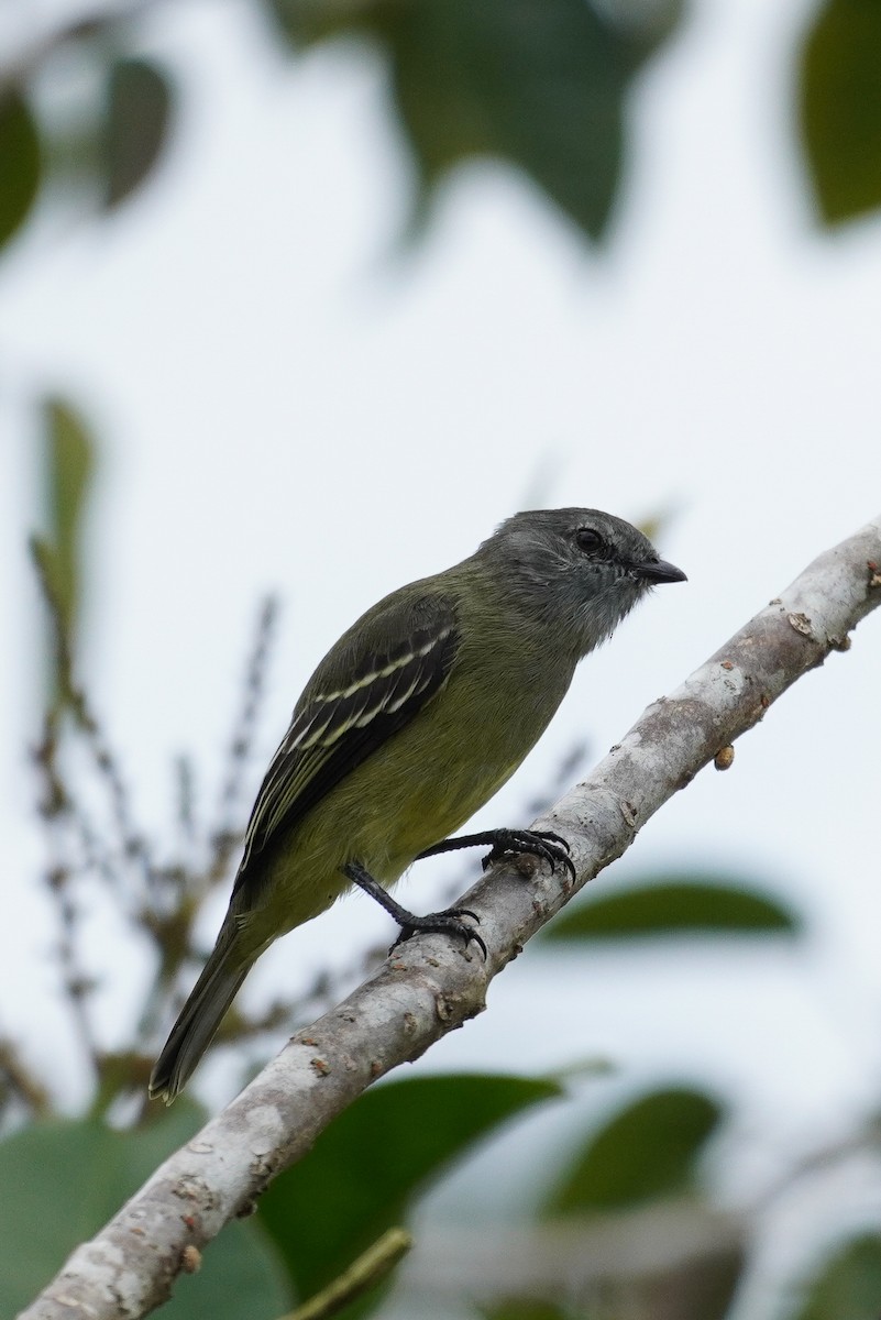 Yellow-crowned Tyrannulet - ML618678753