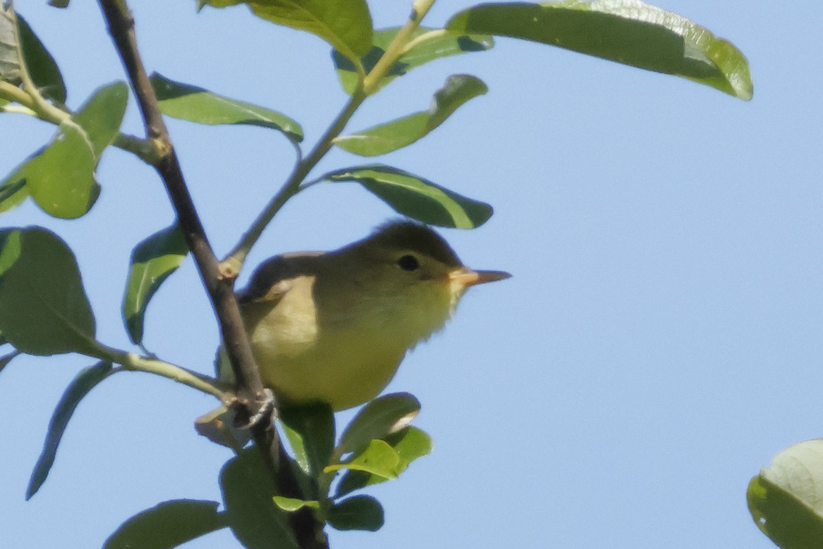 Melodious Warbler - ML618678765