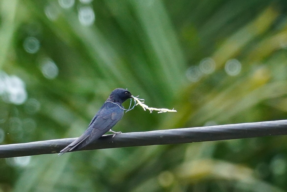 White-banded Swallow - ML618678766