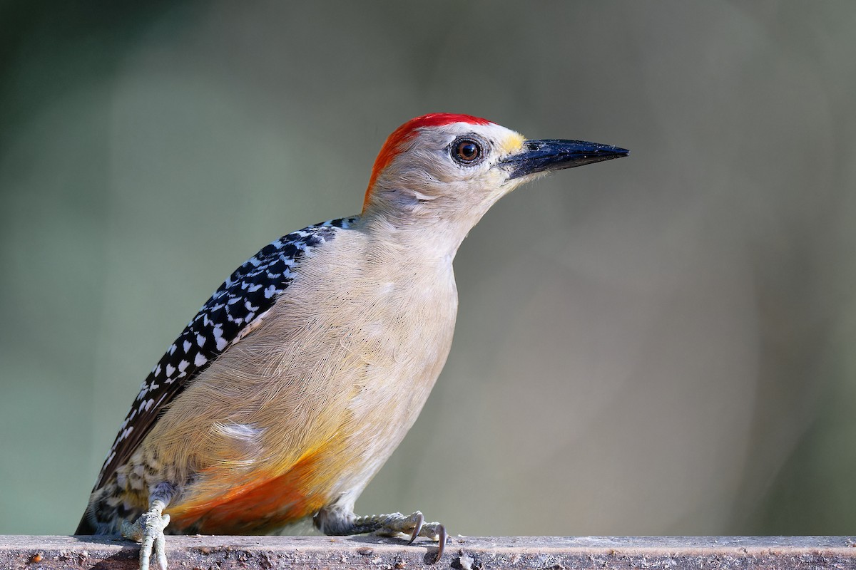Red-crowned Woodpecker - ML618678806