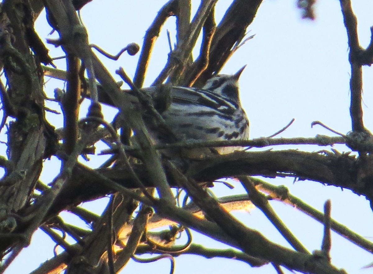 Black-and-white Warbler - ML618678822