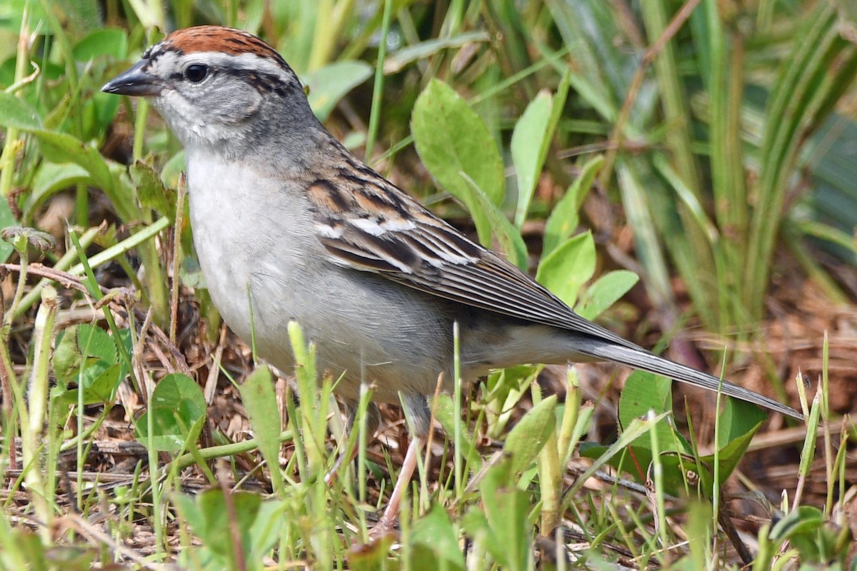 Chipping Sparrow - ML618678833
