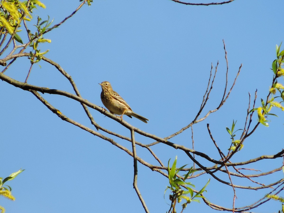 Meadow Pipit - ML618678837