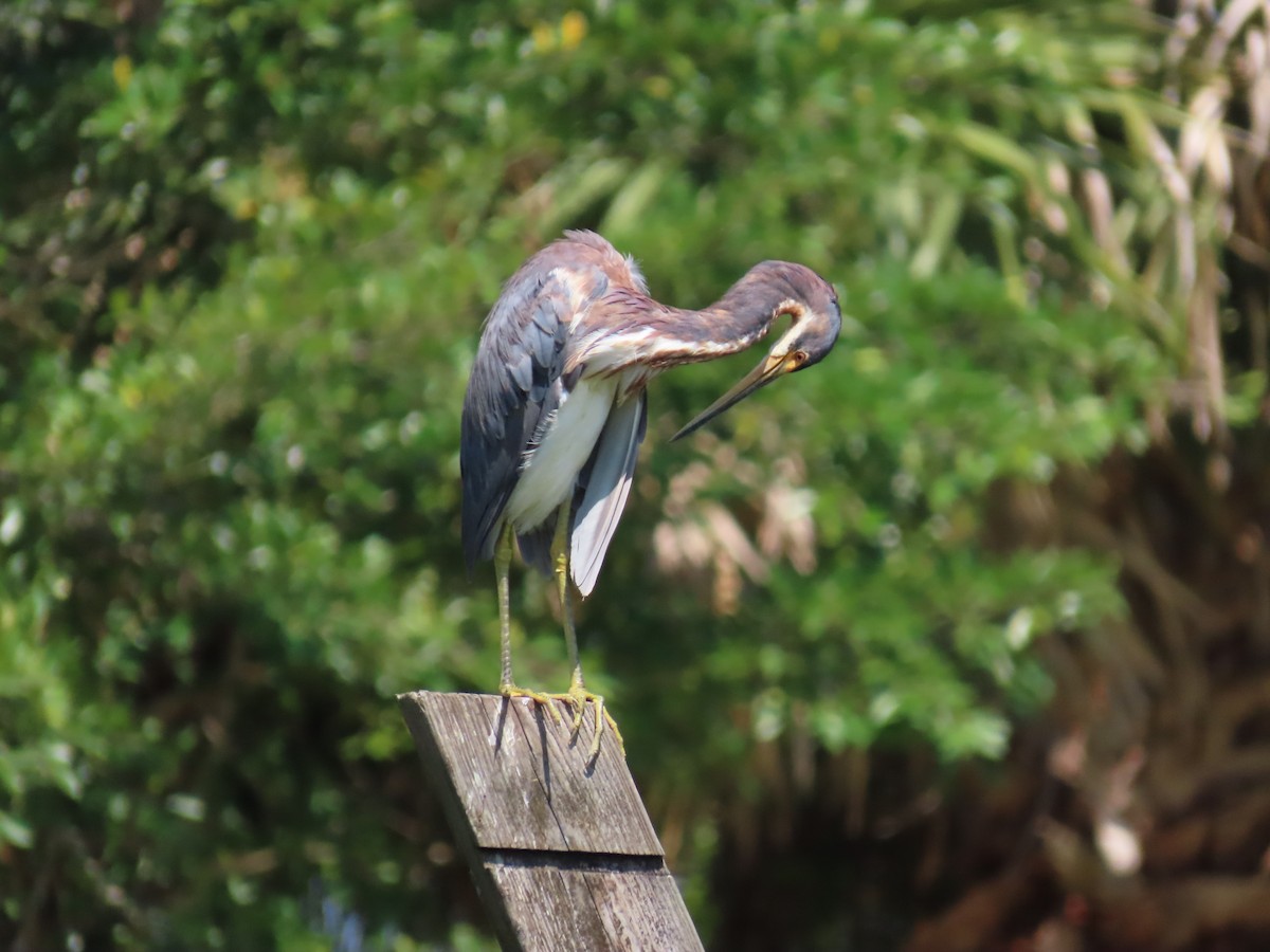 Tricolored Heron - Laurie Witkin