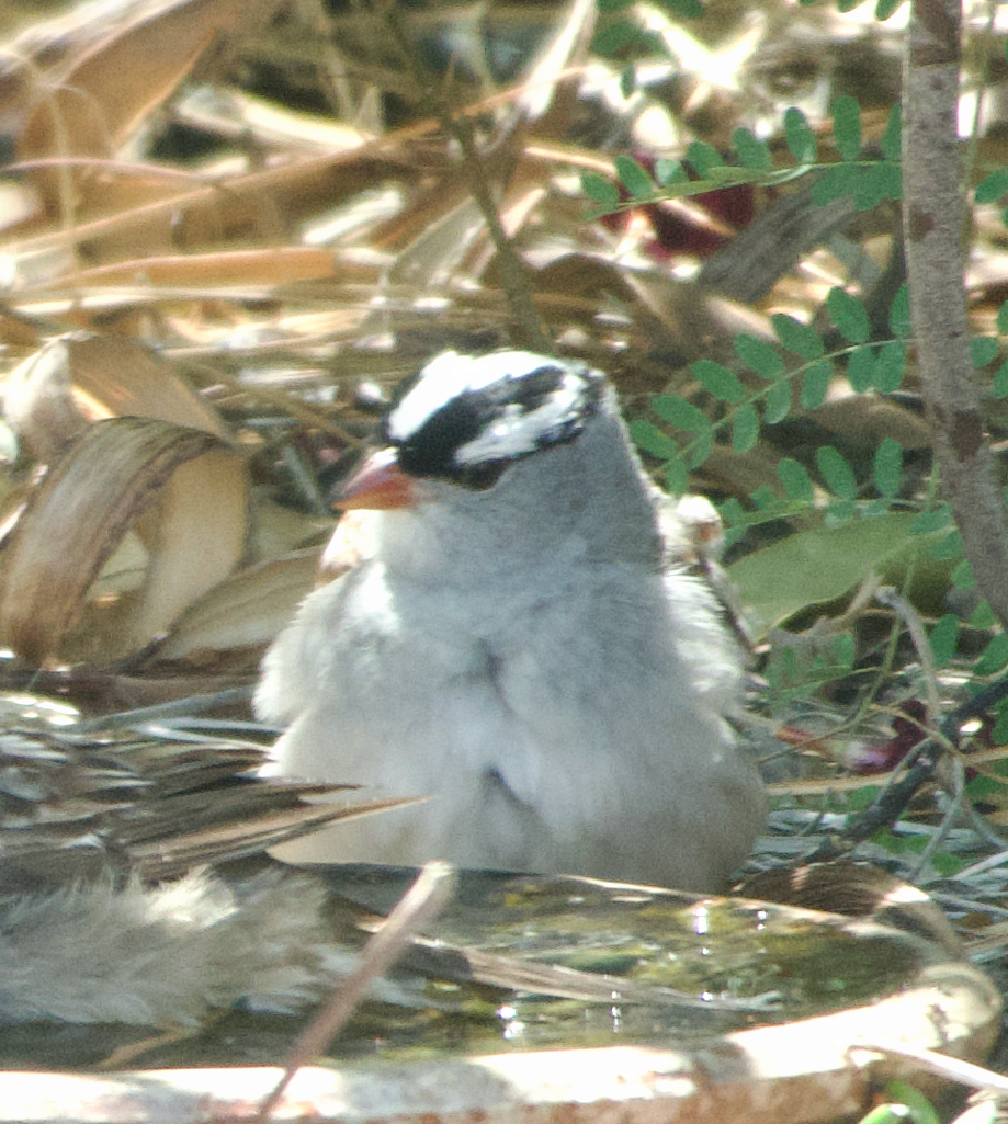 White-crowned Sparrow (Dark-lored) - ML618678896