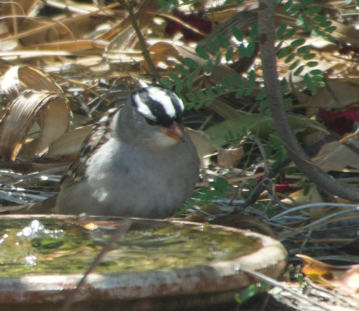 White-crowned Sparrow (Dark-lored) - ML618678906