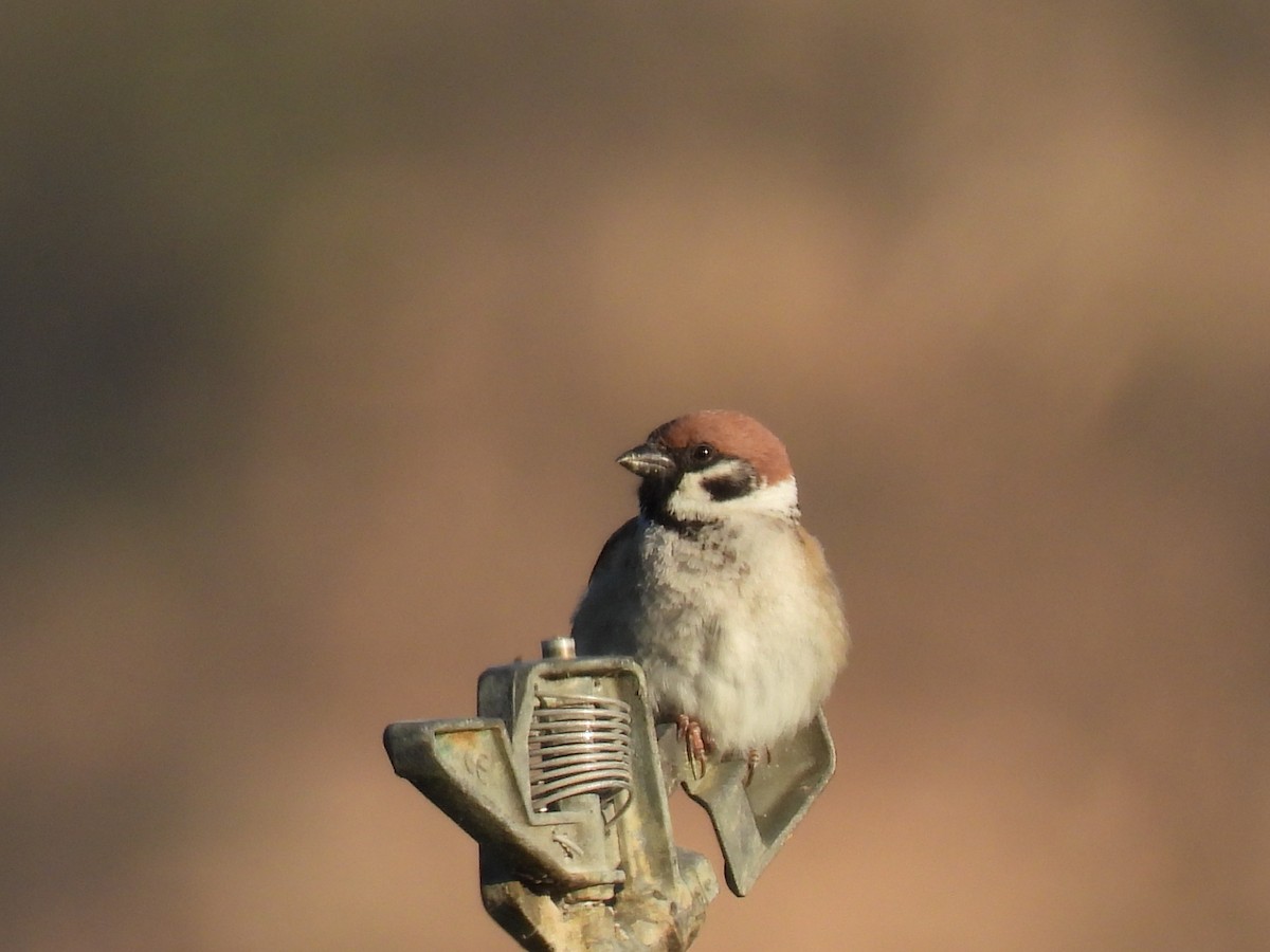Eurasian Tree Sparrow - ML618678917