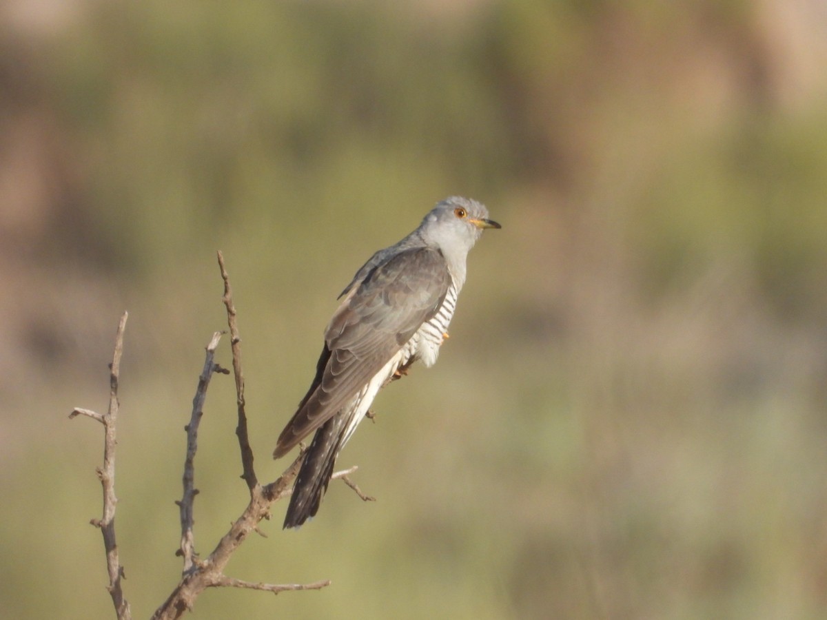 Common Cuckoo - ML618678919