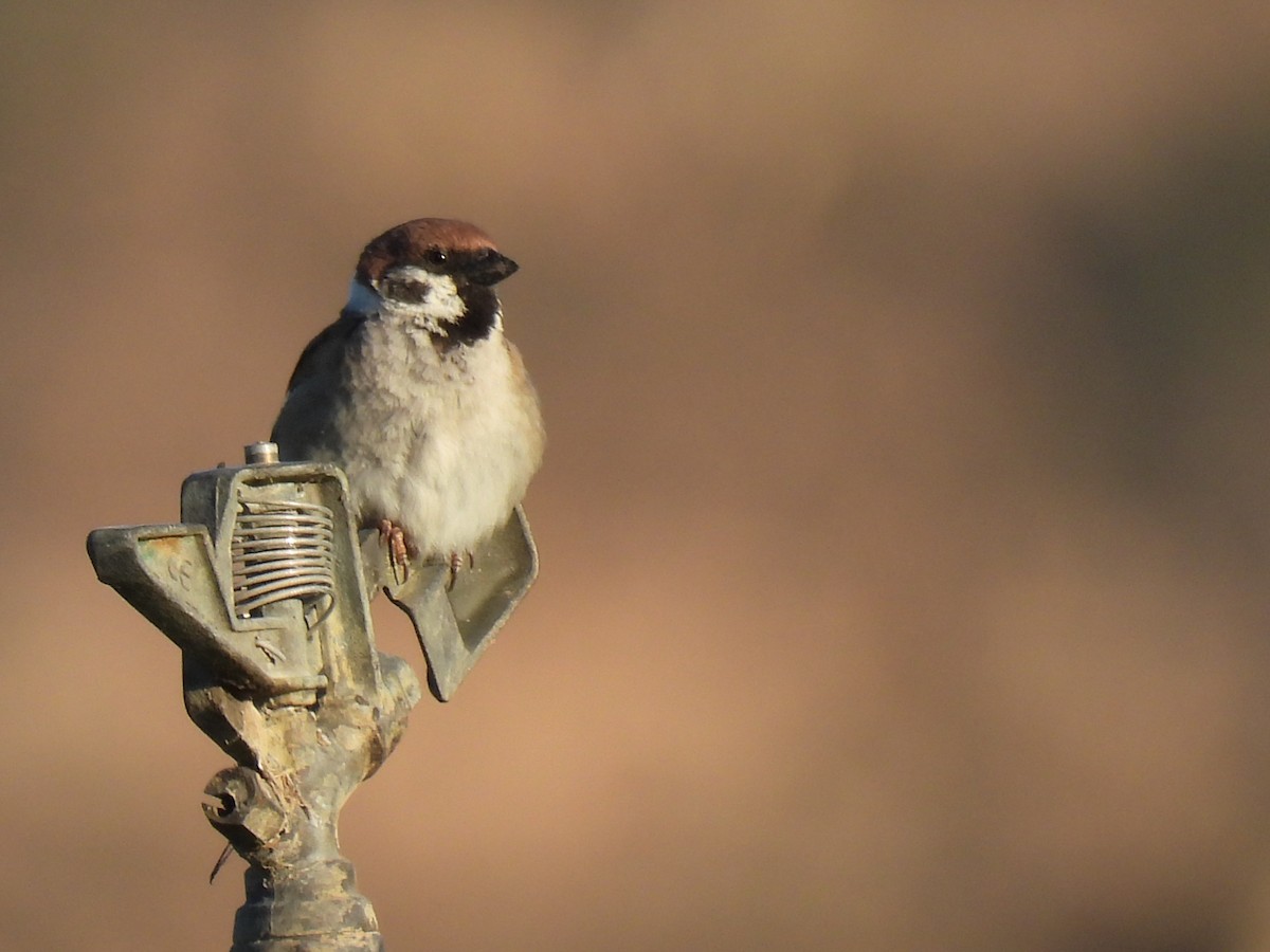 Eurasian Tree Sparrow - ML618678923