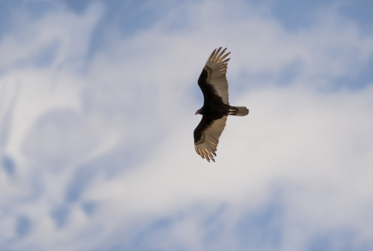 Turkey Vulture - Raymond  Piché