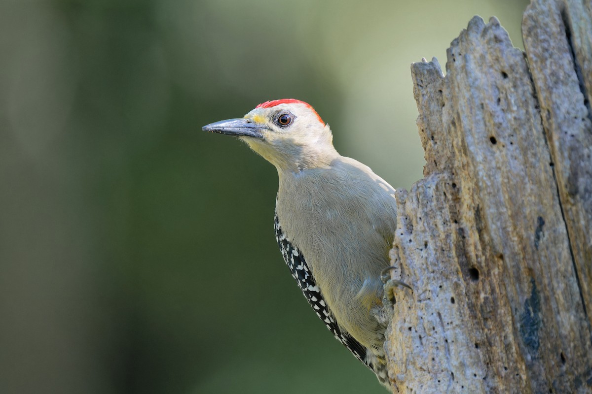 Red-crowned Woodpecker - Zbigniew Wnuk