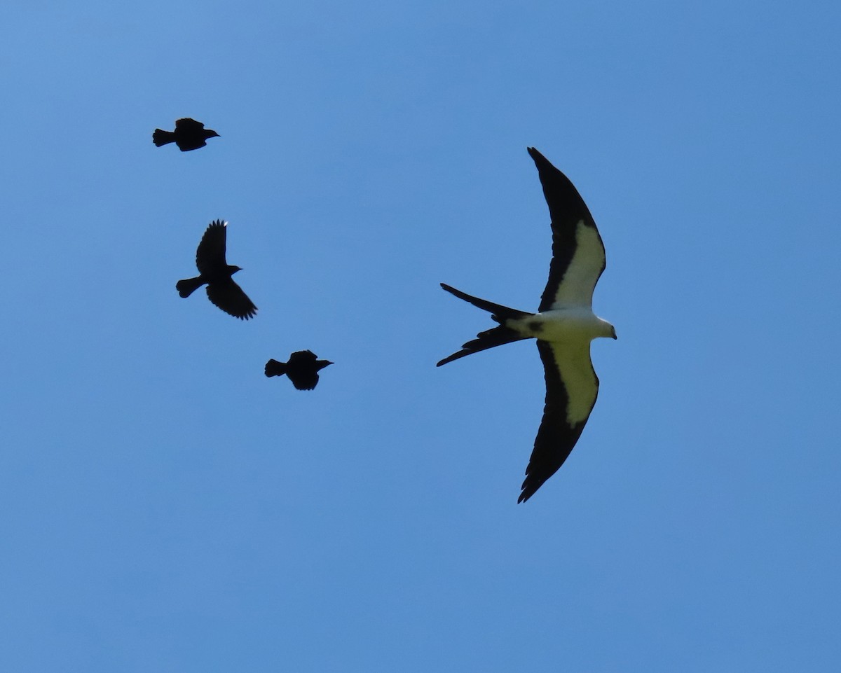 Swallow-tailed Kite - Laurie Witkin