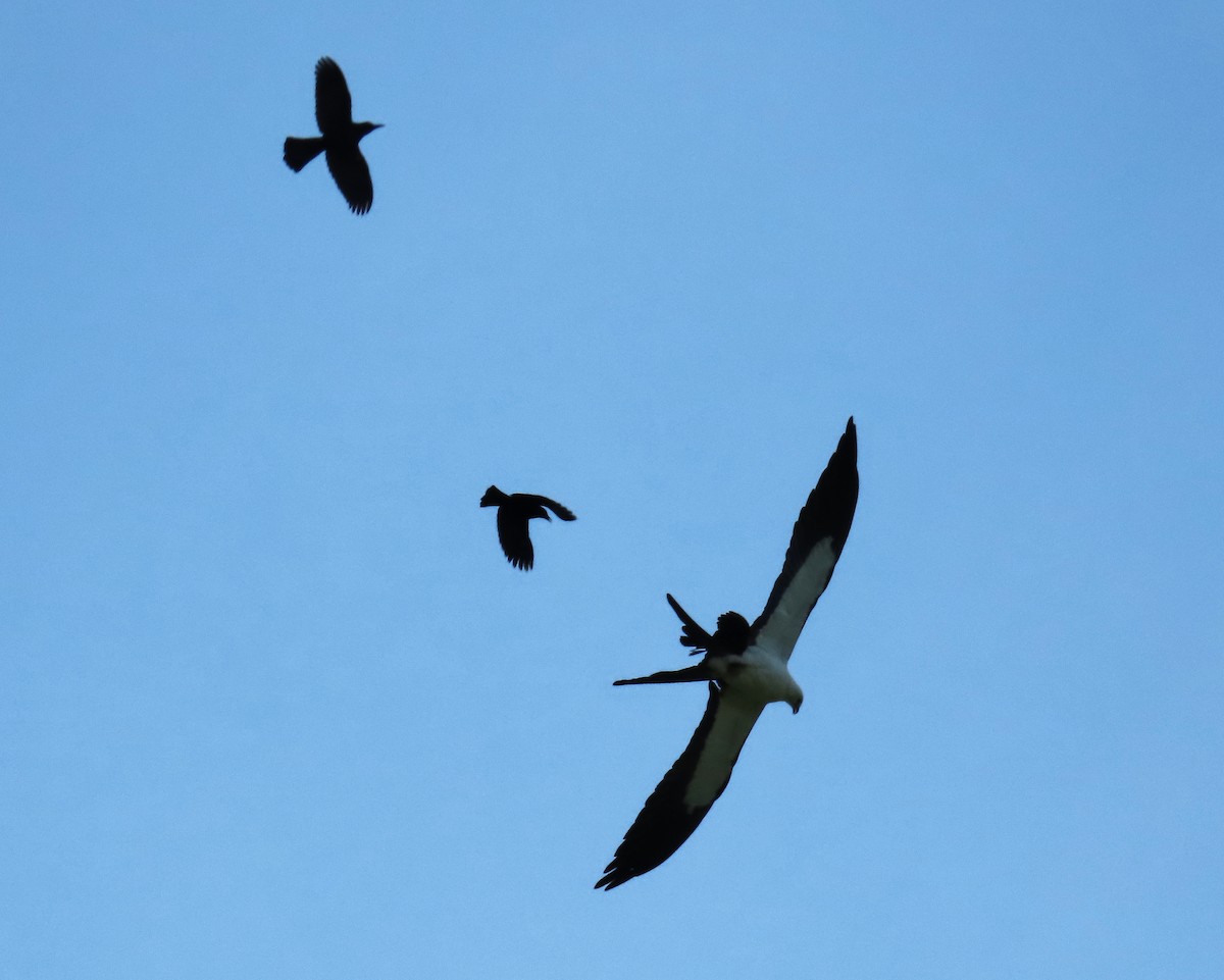 Swallow-tailed Kite - ML618678966