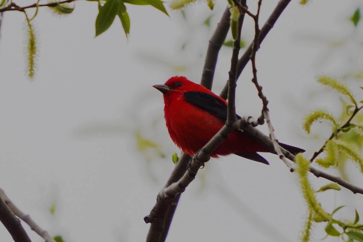 Scarlet Tanager - ML618678969