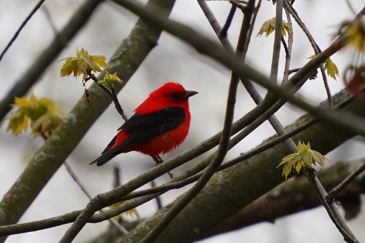 Scarlet Tanager - ML618678970