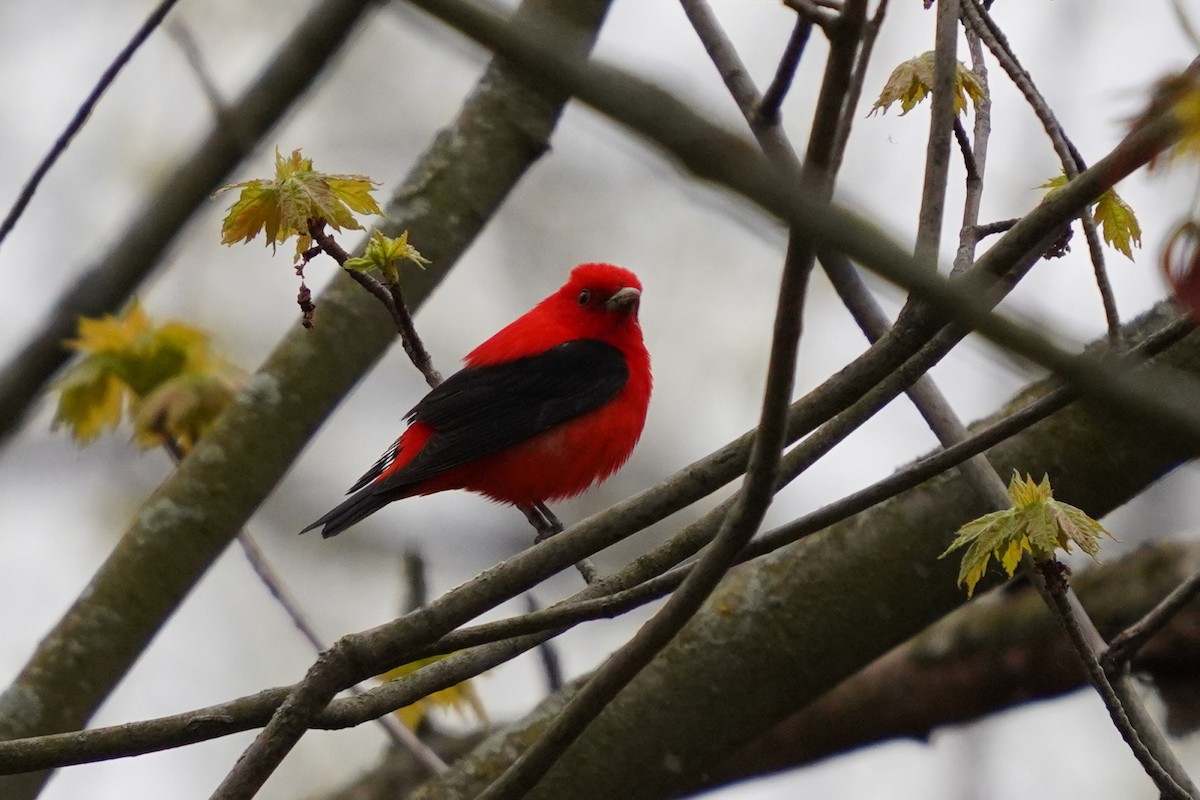 Scarlet Tanager - ML618678971