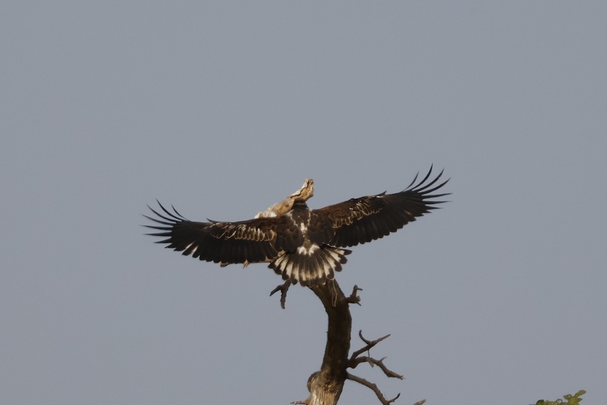 African Fish-Eagle - ML618678975
