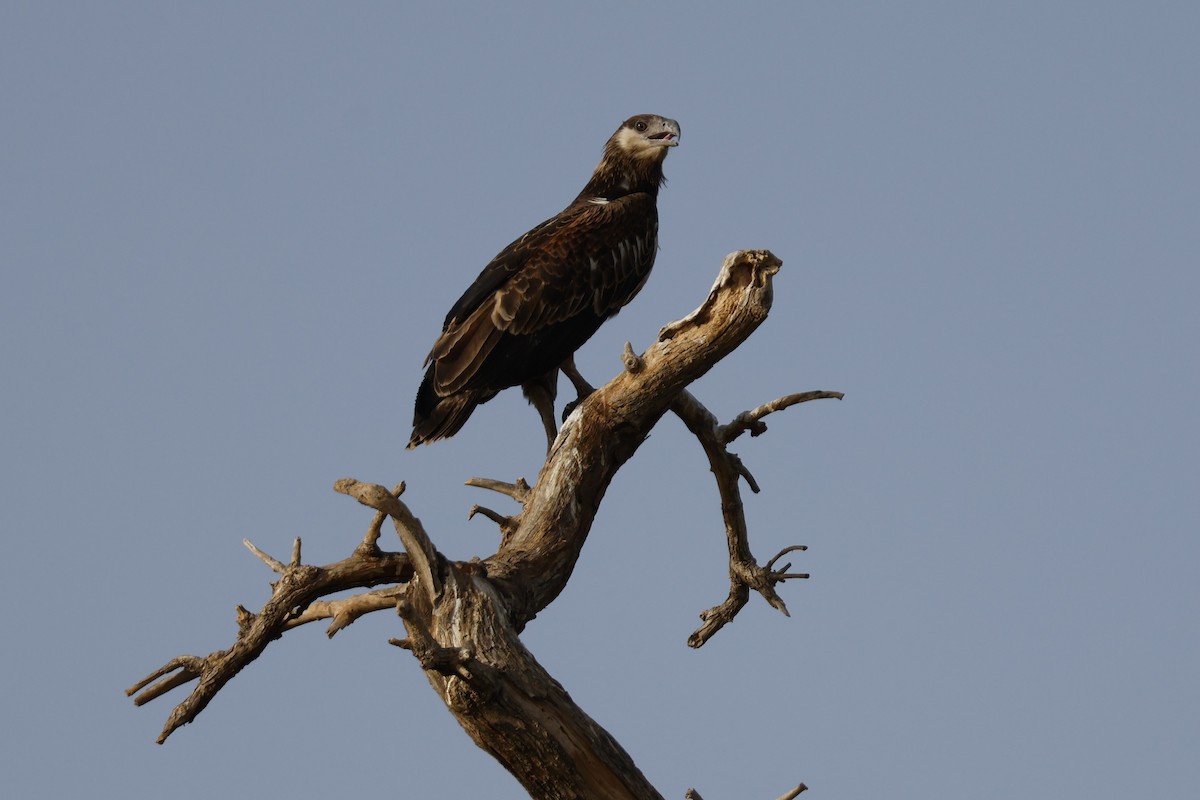 African Fish-Eagle - ML618678976