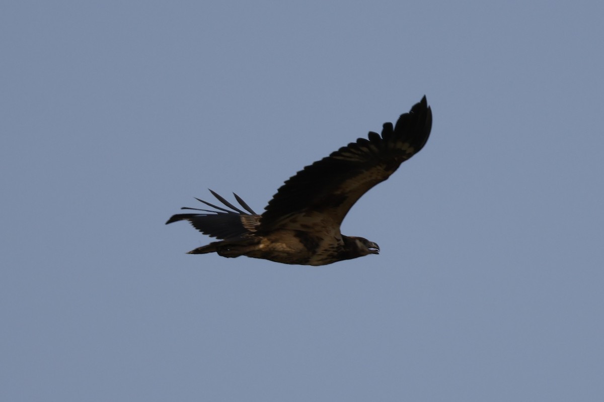 African Fish-Eagle - ML618678978