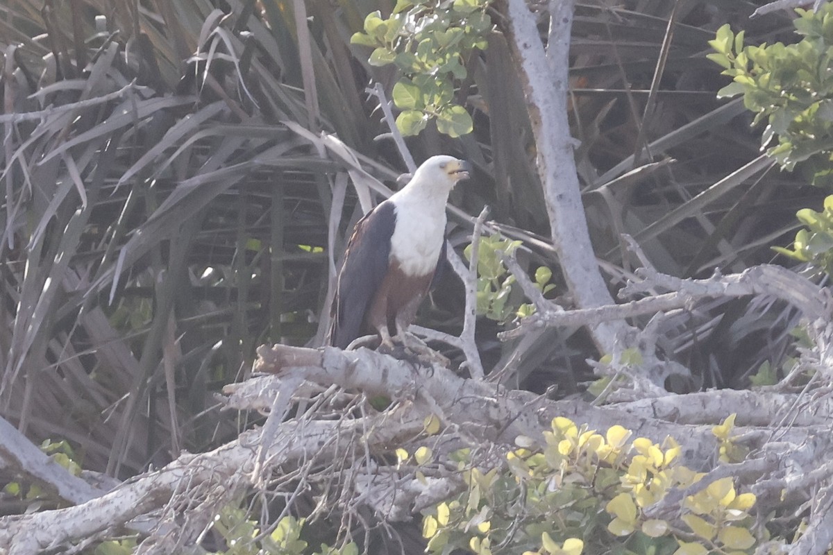 African Fish-Eagle - ML618678979