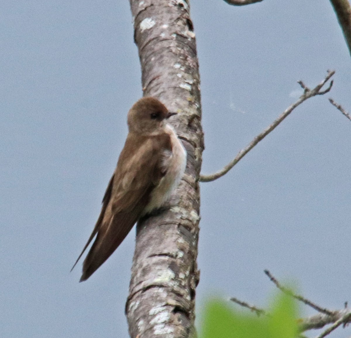 Northern Rough-winged Swallow - ML618679002