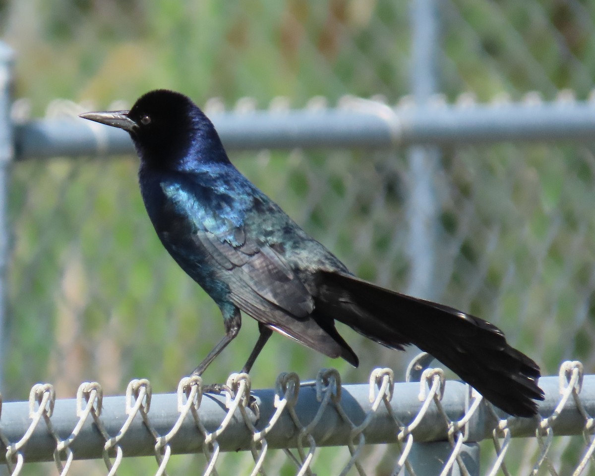 Boat-tailed Grackle - ML618679029