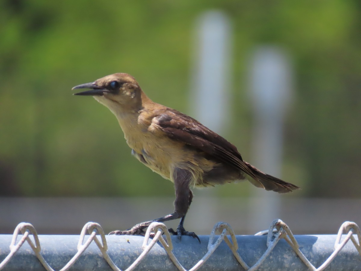 Boat-tailed Grackle - ML618679030