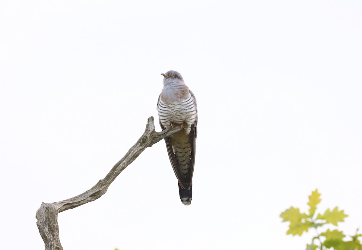 Common Cuckoo - Wayne Paes