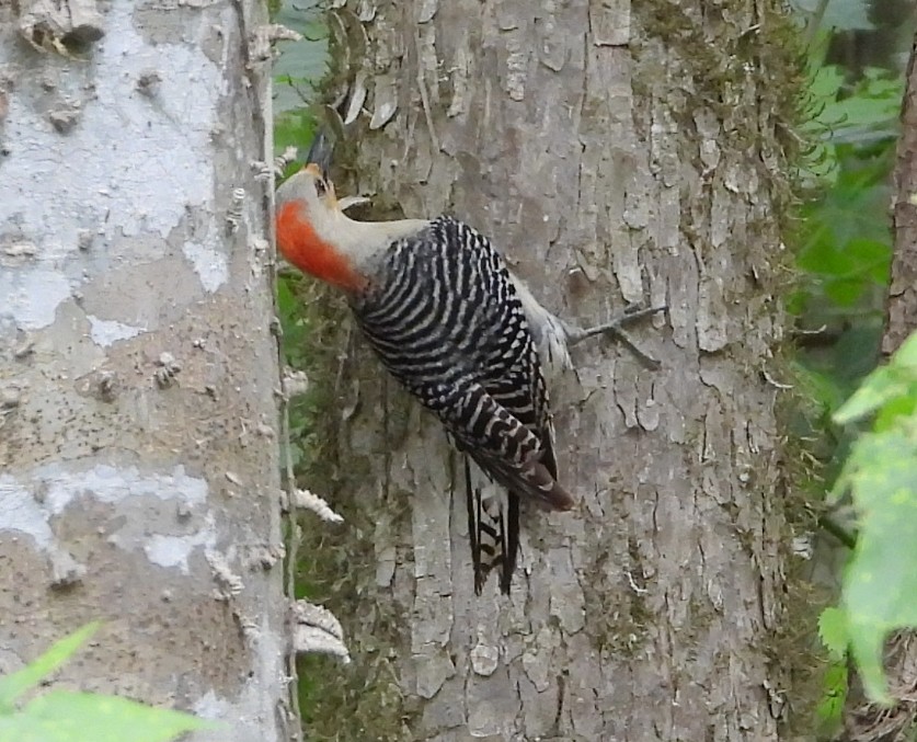Red-bellied Woodpecker - ML618679064